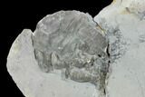 Bumastus Ioxus Trilobite - New York #120098-2